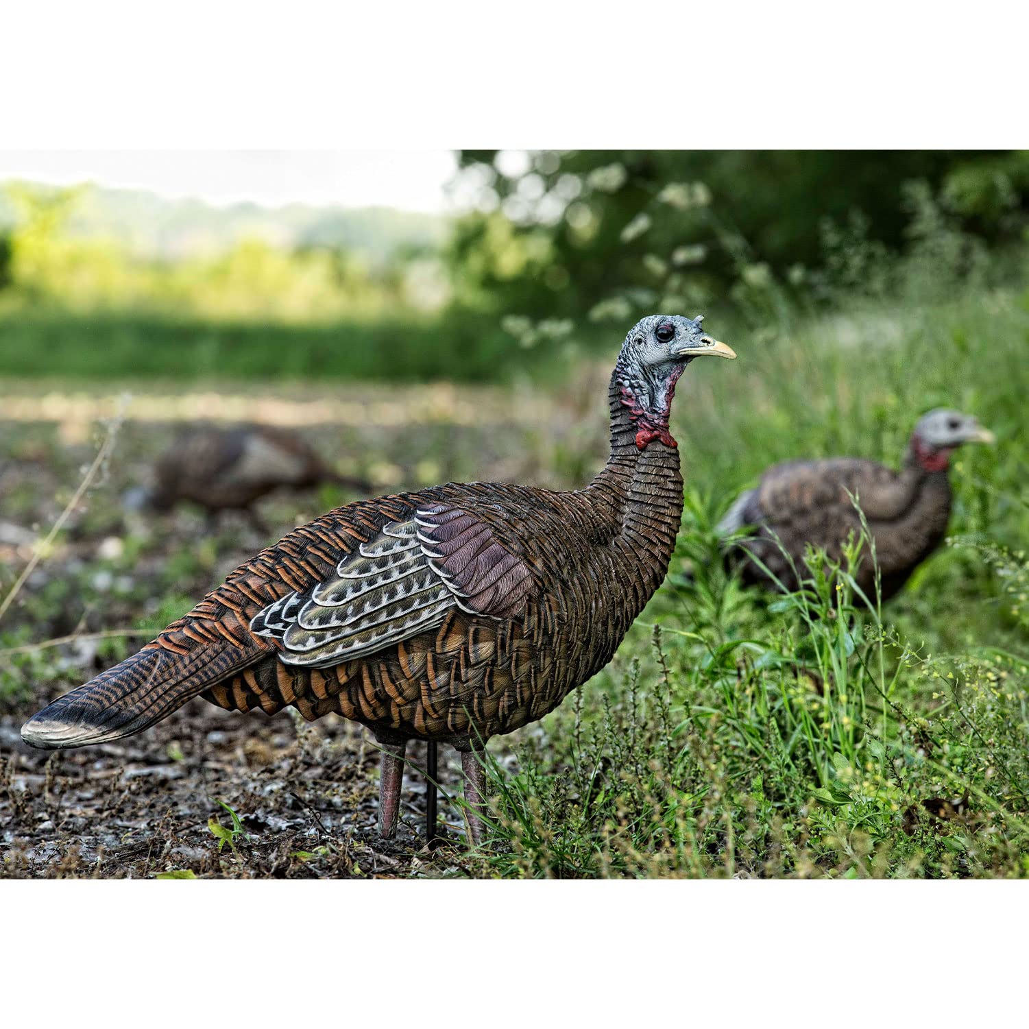 AVIAN-X LCD Lookout Hen Turkey Decoy | Durable Realistic Lifelike Collapsible Standing Hunting Decoy with Carry Bag & Stake, AVX8006