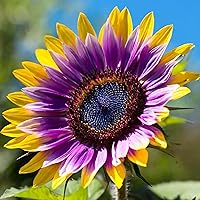 100 Twin Color Sunflower Seeds for Planting - Plant & Grow Heirloom Sunflowers in Home Outdoor Garden