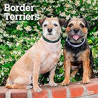 Border Terriers | 2024 12 x 24 Inch Monthly Square Wall Calendar | BrownTrout | Animals Dog Breeds