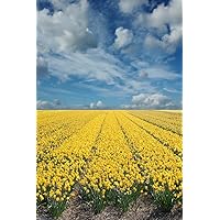 Yellow Daffodil Flower Fields in Holland Netherlands Journal: 150 page lined notebook/diary