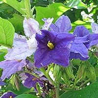 Brazilian Giant Star Potato Tree Seeds (Solanum macranthum) 10+ Seeds in FROZEN SEED CAPSULES for The Gardener & Rare Seeds Collector - Plant Seeds Now or Save Seeds for Years