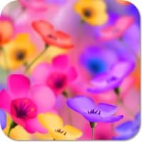Flower Beauty HD Wallpapers