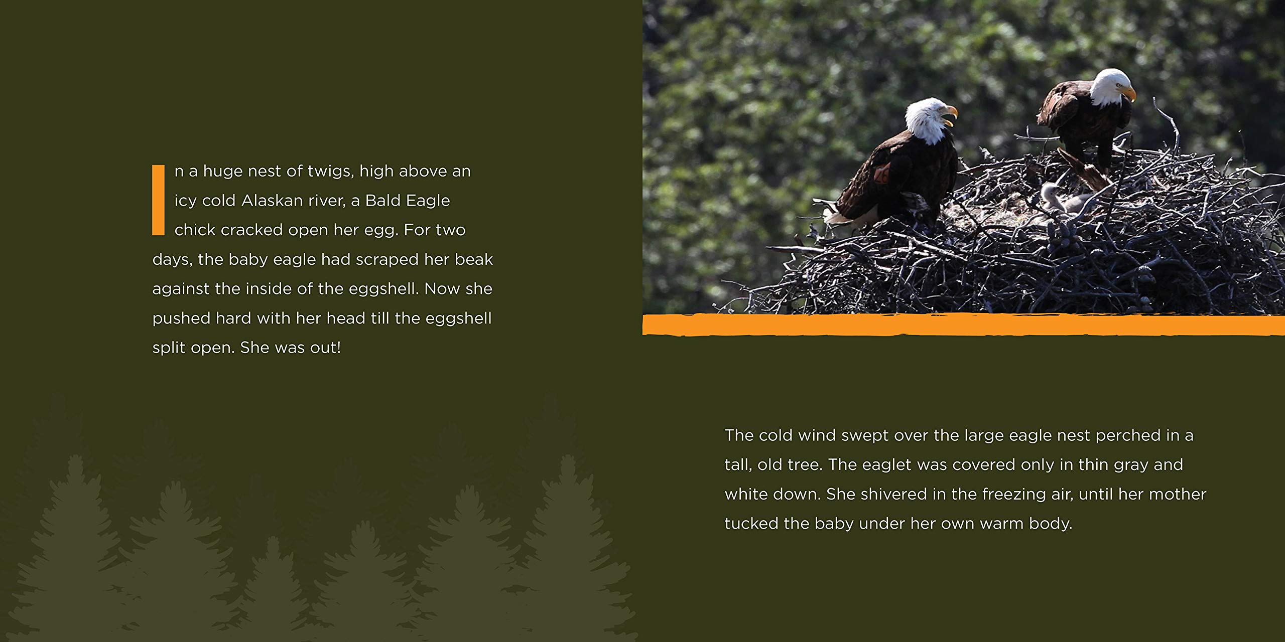 Beauty and the Beak: How Science, Technology, and a 3D-Printed Beak Rescued a Bald Eagle