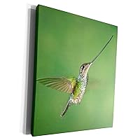 3dRose Ecuador, Guango Lodge. Swordbilled hummingbird -... - Museum Grade Canvas Wrap (cw_86077_1)