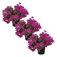 Live Verbena Plant - Shades of Pink (3 Plants Per Pack) - Healthy Flowering Plant - Beautiful Spring Color - 10
