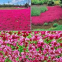 20000+ Heirloom Creeping Thyme Seeds for Planting - Non-GMO Magic Ground Cover Flowers Seeds Perennial Thymus Serpyllum Seed