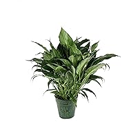 Peace Lily - 3 Live Plants in 6 Inch Pots - Spathiphyllum - Air Cleaning Indoor Houseplant