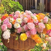 10000+ Rare Varieties Moss-Rose Purslane Seeds - Portulaca Grandiflora Seeds Mixed Color Flower Seeds for Planting Heirloom, Open Pollinated