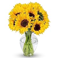 BENCHMARK BOUQUETS - 10 Stem Sunflowers (Glass Vase Included), Next-Day Delivery, Gift Mother’s Day Fresh Flowers