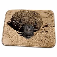 Zimbabwe. Dung Beetle insect rolling dung ball-AF52 MWT0008... - Dish Drying Mats (ddm-72704-1)