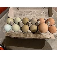 12 Fertile Chicken Hatching Eggs - Barnyard Mix, Beautiful Colors