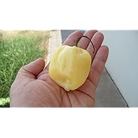 Giant White Habanero Pepper 10+ Seeds-Rare!