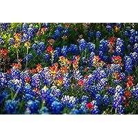Wildflower Photography Print (Not Framed) Picture of Bluebonnets and Indian Paintbrush on Spring Day in Texas Flower Wall Art Nature Decor (4