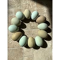 12 Green, Mint, Olive Fertile Chicken Hatching Eggs