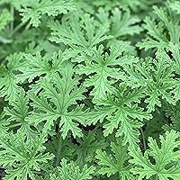 1000+ Citronella Plant Seeds for Planting Outdoors - Fresh Garden Home Plant Seeds