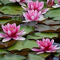 Live Aquatic Hardy Water Lily | Pre-Grown, Pre-Rooted, Hardy Water Lily for Your Pond or Patio Water Garden | Drop-N-Grow Convenience -Red