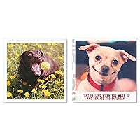 Hallmark Good Mail Pack of 2 Birthday Cards (Happy Dogs)