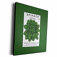 3dRose Spinach Norfolk Savoy or Bloomsdale Vegetable Seed... - Museum Grade Canvas Wrap (cw_170811_1)