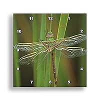 3dRose dpp_83303_1 Green Darner Dragonfly Insect on Reeds NA01 BJA0017 Jaynes Gallery Wall Clock, 10 by 10-Inch