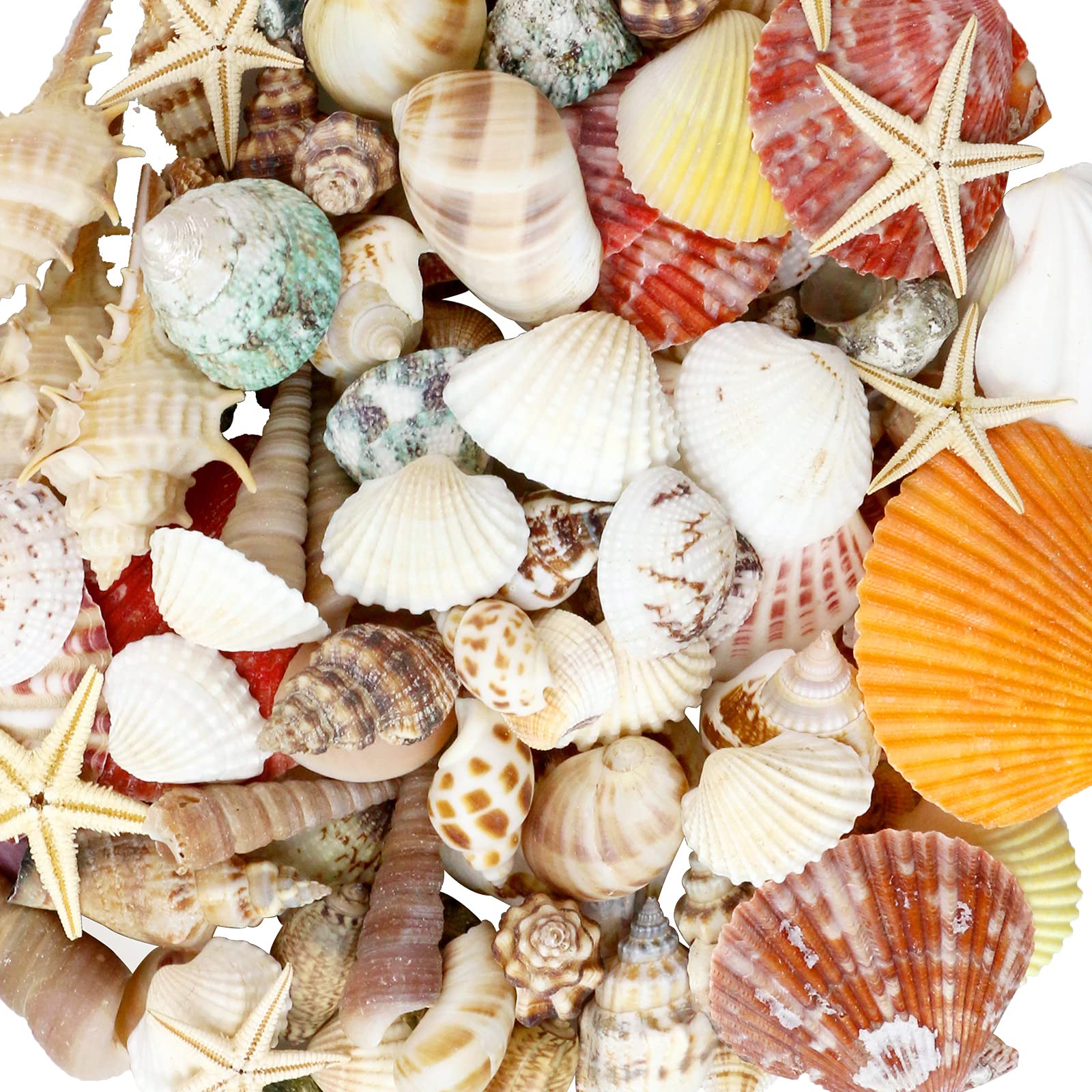 Mua WEOXPR Mixed Sea Shells, 100+ Pcs Beach Seashells Starfish ...