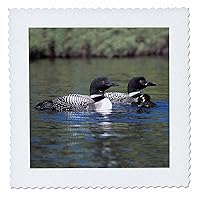 3dRose qs_3106_5 Family of Three Loons Quilt Square, 14 by 14-Inch