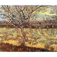 Oil Painting on Canvas - 9 Famous Wall Art - Apricot Trees in Blossom Vincent van Gogh garden views -05, 50-$2000 Hand Painted by Art Academies' Teachers