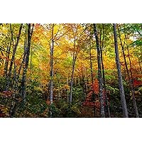 Forest Photography Print (Not Framed) Picture of Trees with Fall Foliage on Autumn Day in the Great Smoky Mountains Tennessee Landscape Wall Art Nature Decor (5