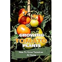 Growing Tomato Plants: How To Grow Tomatoes At Home: How To Grow Tomatoes