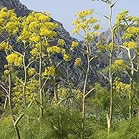 CHUXAY GARDEN Ferula Communis,Giant Fennel 10 Seeds Apiaceae Flowering Plant Tall Herb Perennial Plants Privacy Screen Easy to Grow & Maintain