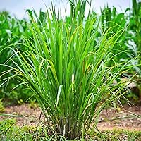 1000+ Lemon Grass Seed for Planting - Non-GMO Heirloom Bulk Jumbo Pack to Plant and Grow an Herb Garden
