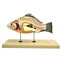 Eisco Labs Model, Fish (Carp), 16
