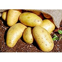 Yukon Gold Seed Potatoes - USDA Certified for Growers Tuber Yellow Skin New Potato Garden Growing Planting Vegetable Seed 2024-2 Pounds