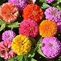 California Giant Zinnia Flower Seeds Mix - Open Pollinated Seed Attracts Bees, Attracts Butterflies - Fast to Grow & Maintain