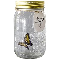 Animated Butterfly in a Jar Yellow Swallowtail Figurine by SciencePurchase