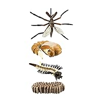 Safari Ltd. Life Cycle of a Mosquito - Educational Toy Figurines - Miniature Insect Lifecycle Collection for Boys, Girls & Kids Age 4+