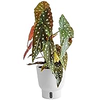 Costa Farms Live Indoor Trending Tropicals Begonia Maculata Plant 15-Inches Tall, White Décor Pot