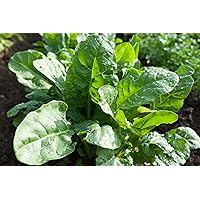 Organic Bulk Spinach Seeds (10 Lbs)