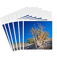 3dRose Greeting Cards - A spectacular ancient pine at Patriarch Grove - 6 Pack - Photography Landscape