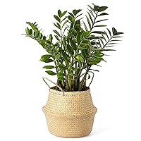 Artera Woven Seagrass Plant Basket - Wicker Belly Basket Planter Indoor with Plastic Liner and Handles, Natural Plant Pot for Fiddle Leaf Fig Tree, Snake Plant (Small, Natural- Beige)