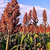 Sweet Sugar Cane Sorghum 300 Seeds - Non-GMO Vegetable Seeds for Planting in The Home Garden
