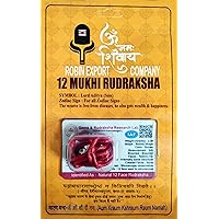 12 Mukhi Nepali Rudraksha Twelve Faced Rudraksha with Certificate Lab Test (pack of ne)