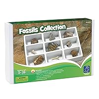 Educational Insights Fossil Collection, Ages 8 and up, (9 Pieces with Storage Tray)