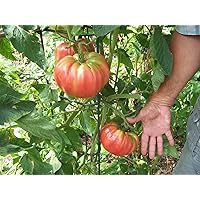 Tomato Seeds, German Pink, Meaty flesh with few seed, Heirloom Slicing Tomato !(25 Seeds)
