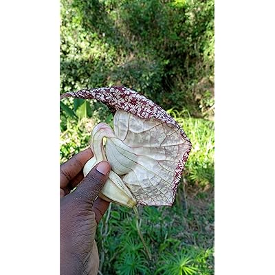 Nalego Duck Flowers Detox Tea | 1 Duck Flower | Wildcrafted Jamaican  Alkaline Herbal Tea (Flor de Pato, Palo Guaco)