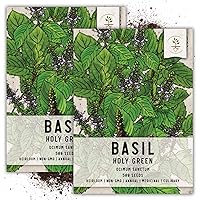 Seed Needs, Holy Basil Seeds - 500 Heirloom Seeds for Planting Ocimum Sanctum - Medicinal Tulsi Herb to Plant Indoors or Outdoors, Non-GMO & Untreated (2 Packs)