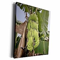 3dRose Asia, Vietnam. Green bananas on the tree, Can Tho - Museum Grade Canvas Wrap (cw_226079_1)