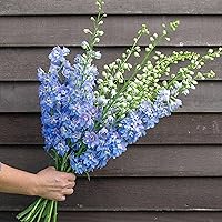 100+ Light Blue Rocket Larkspur Wildflowers for Planting - Perennial Wildflower Seeds Deer Resistant