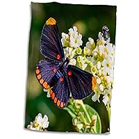 3dRose Red-Bordered Pixie Butterfly Feeding on Garden Flowers, Mission, TX. - Towels (twl-380480-1)