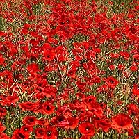 50,000+ Red Corn Poppy Seeds for Planting (Papaver rhoeas) - Red Flower Seed Packet Perennial Flower Heirloom, Non-GMO Variety