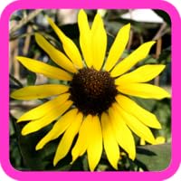 Beautiful Nature Photos!!! Relax with Amazing Natural Pictures of National Parks, Waterfalls, Flowers, Garden Pics, Sunset & Sunrise Landscape, and Plants! Fun Free Wallpaper Design App for Kids & Adults!